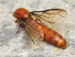 Dorylus helvolus