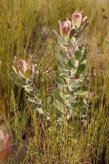 Leucospermum winteri