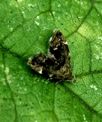 Anthophila fabriciana