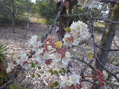 Dombeya rotundifolia