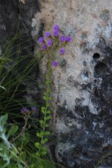 Pseudoselago quadrangularis