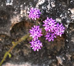 Pseudoselago quadrangularis