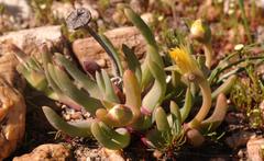 Cheiridopsis rostrata