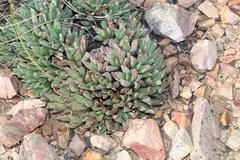 Machairophyllum albidum