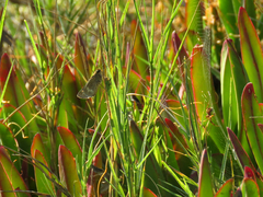 Panoquina errans