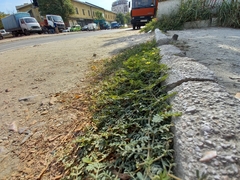 Tribulus terrestris