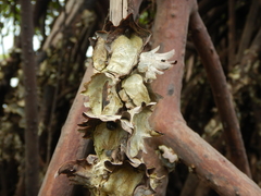 Saccostrea cuccullata