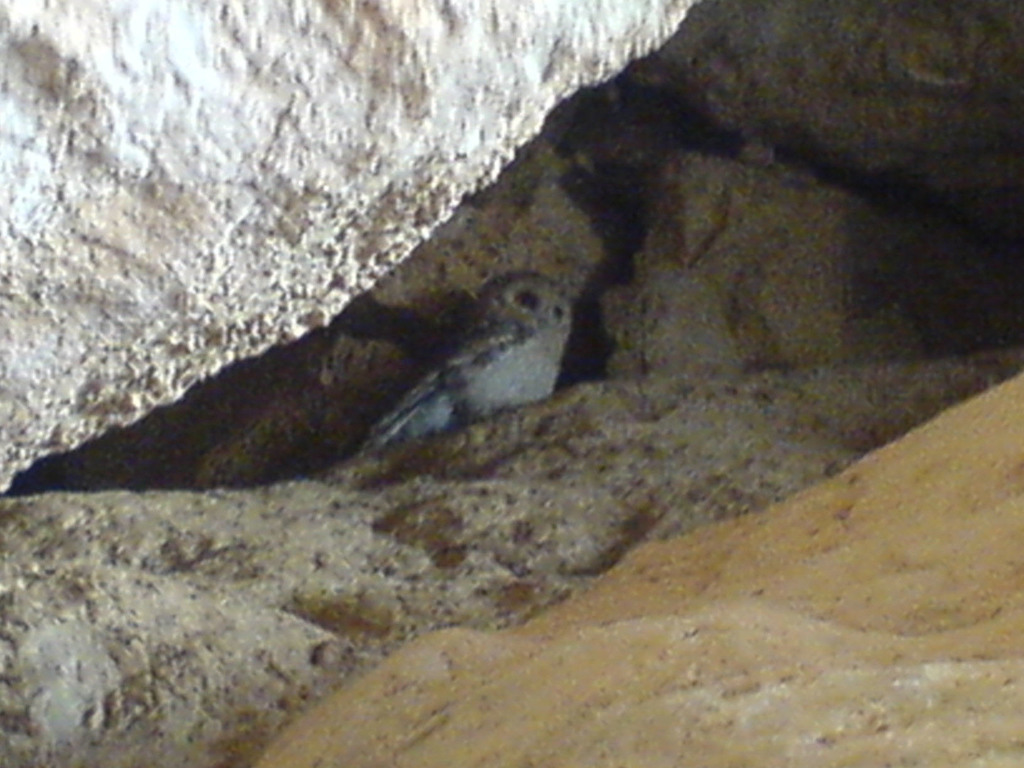 Hume's Owl