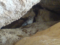 Strix butleri