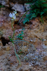 Hesperantha bachmannii