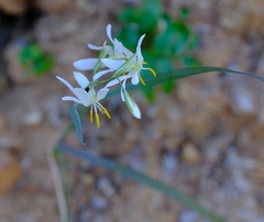 Hesperantha bachmannii
