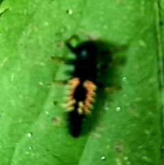 Harmonia axyridis
