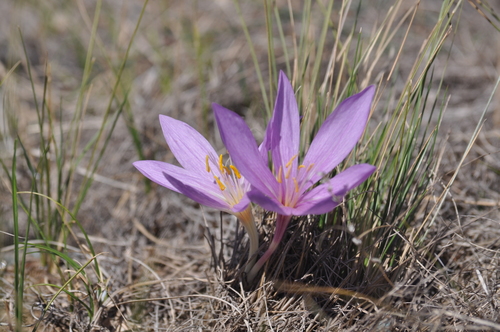 Colchicum laetum