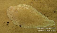 Synapturichthys kleinii