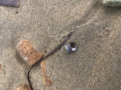 Littorina squalida