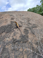 Psammophilus dorsalis