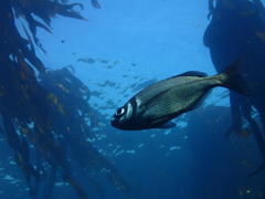 Boopsoidea inornata