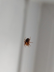 Araneus diadematus