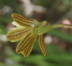 Eulophia cochlearis