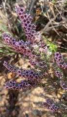 Erica melanthera