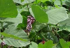 Pueraria montana lobata