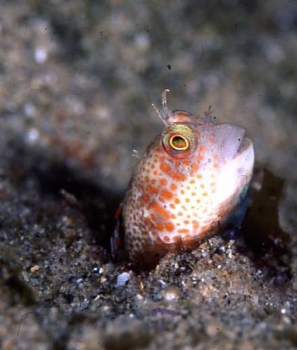 Mimoblennius rusi