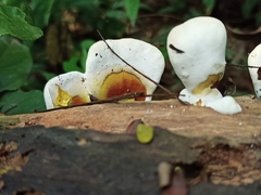 Agaricomycetes