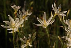 Hesperantha erecta