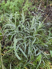 Phalaris arundinacea picta