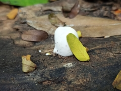 Agaricomycetes