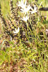 Hesperantha erecta