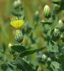 Klasea cerinthifolia
