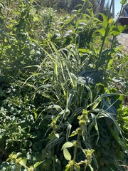 Phalaris arundinacea picta