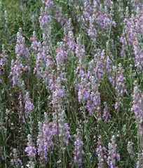 Teucrium creticum