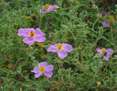 Cistus creticus eriocephalus