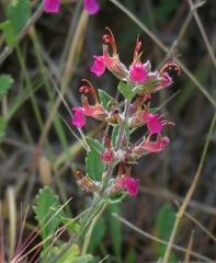 Teucrium divaricatum canescens