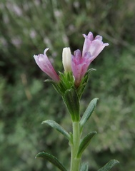 Lithodora hispidula versicolor