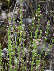 Micromeria microphylla