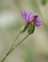 Crupina crupinastrum