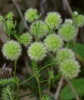 Fluffy Thimbleweed - Photo (c) Alenka Mihoric, some rights reserved (CC BY-NC), uploaded by Alenka Mihoric