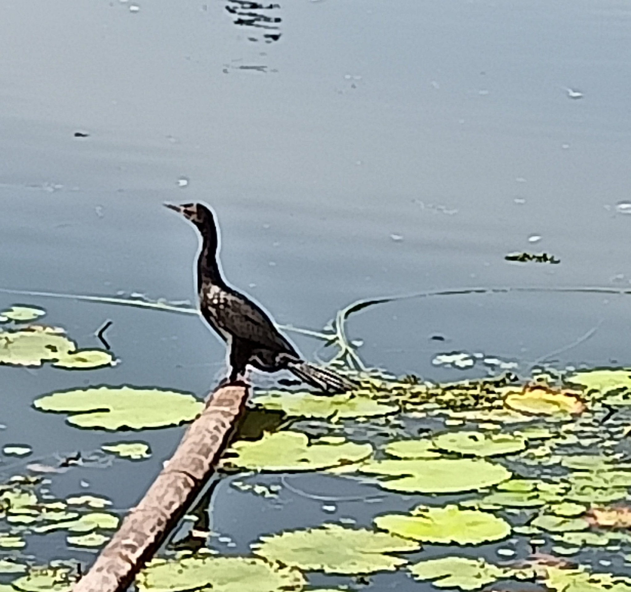 Little Cormorant