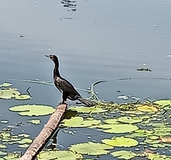 Microcarbo niger