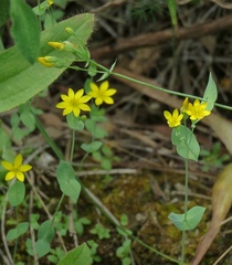 Blackstonia perfoliata intermedia