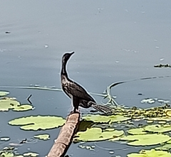 Microcarbo niger