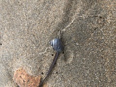 Littorina squalida