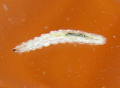 Periscelididae