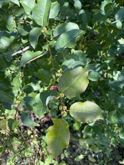 Salix pyrolifolia