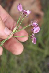 Polygala microlopha microlopha
