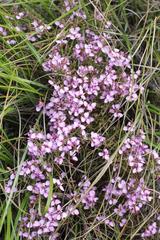 Polygala microlopha microlopha
