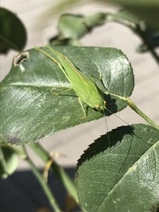 Phaneroptera nana